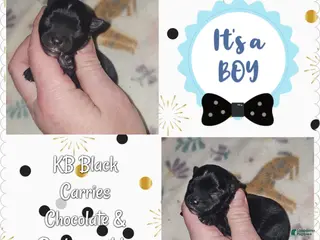 Yorkshire Terrier dogs Yorkshire Terrier Puppy 3 - Ad 36