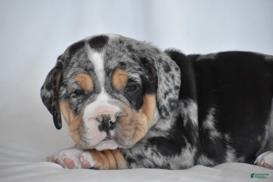 Beabull dogs for sale: Giselle - Ad 5