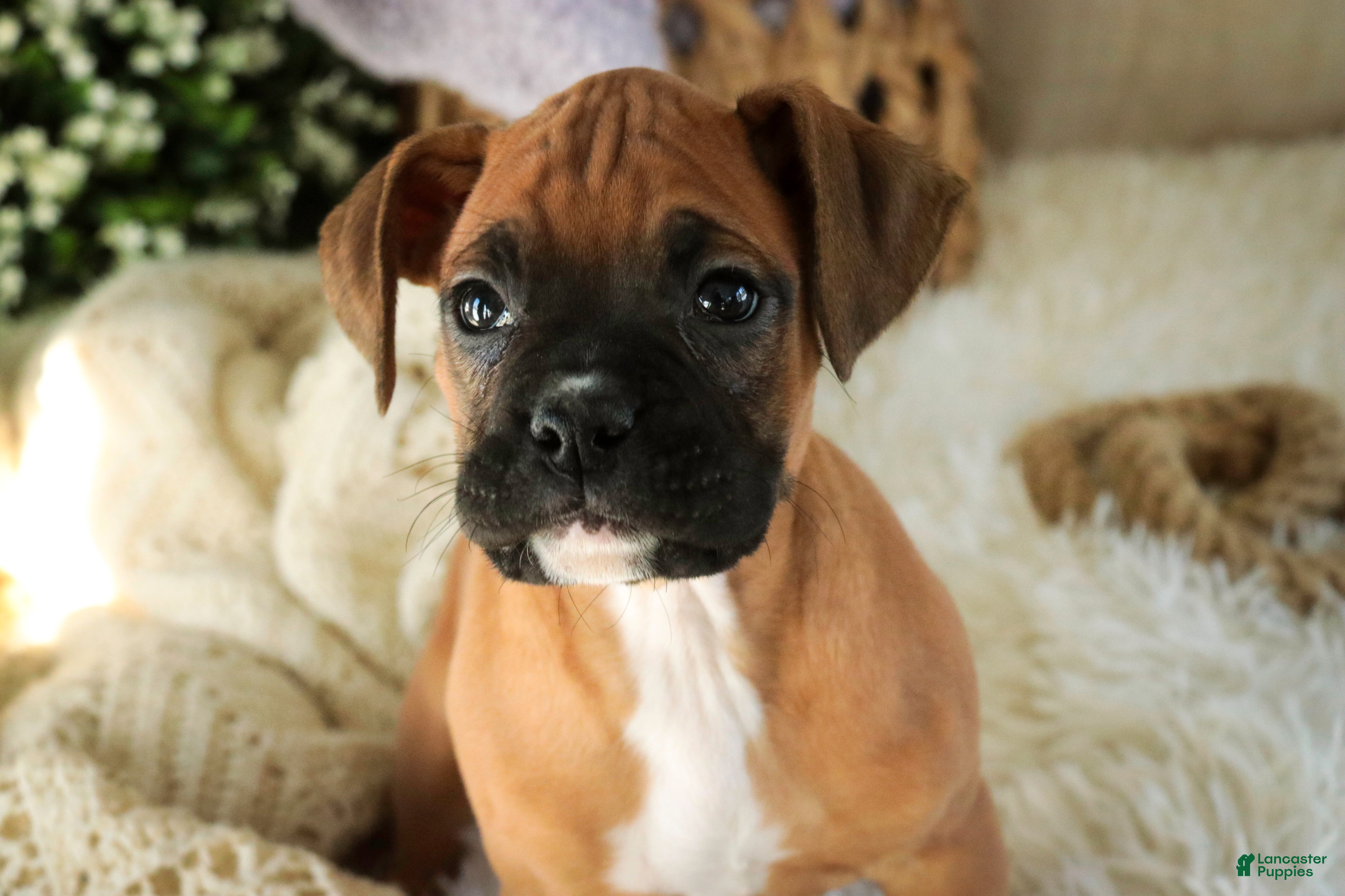 Boxer dogs Stella - Ad 2