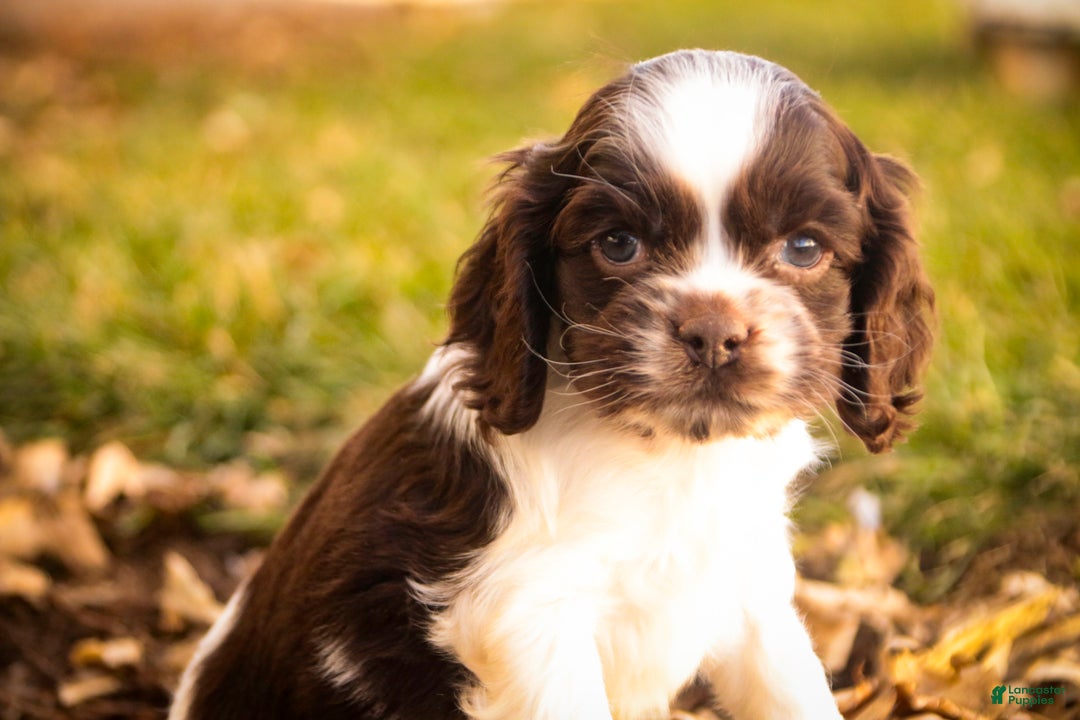 Cocker Spaniel dogs for sale: Gilbert - Ad 3