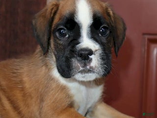 Boxer dogs Hunter - Champ lines - Ad 42