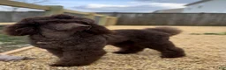 Standard Poodle dogs for stud: AKC Remy  - Ad 1