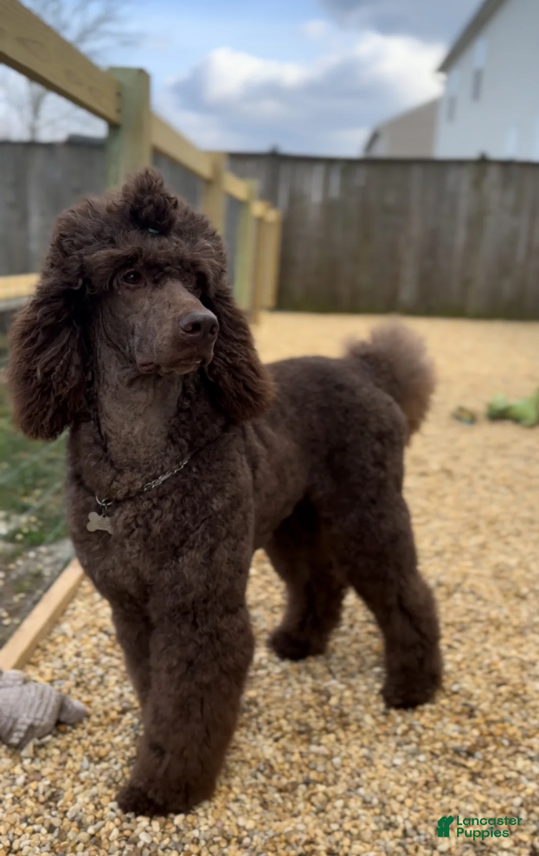 Standard Poodle dogs for stud: AKC Remy  - Ad 1