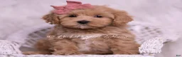 Maltipoo dogs for sale: Joanna - Ad 5