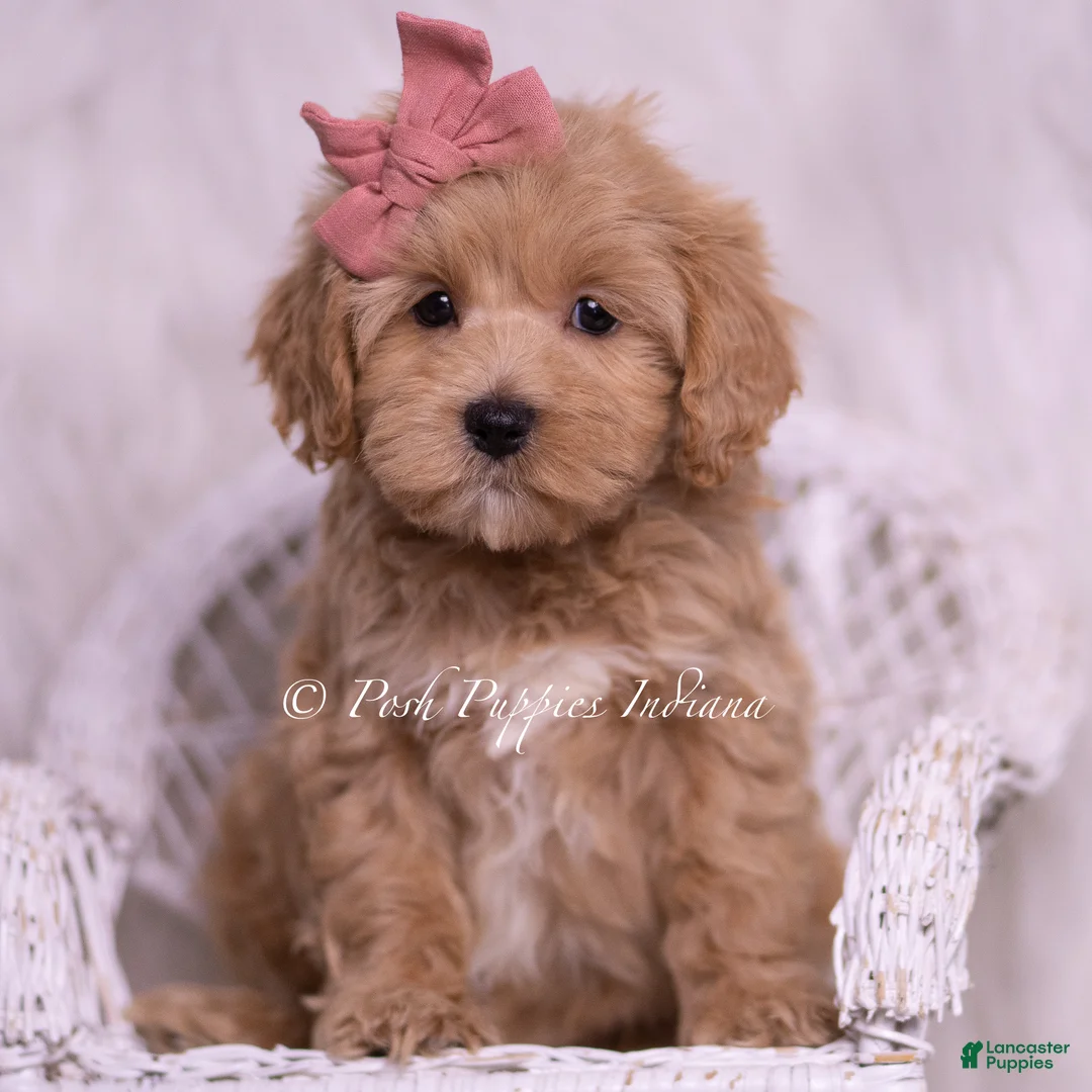 Maltipoo dogs for sale: Joanna - Ad 5