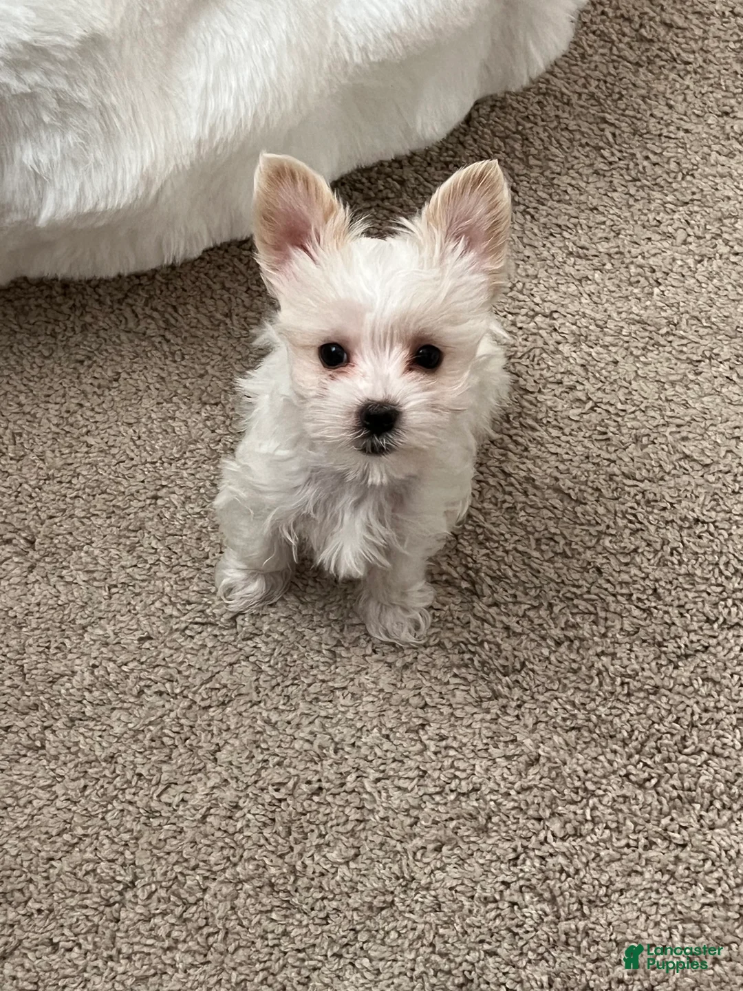 Yorkshire Terrier dogs for sale: Yorkshire Terrier Puppy 1 - Ad 2