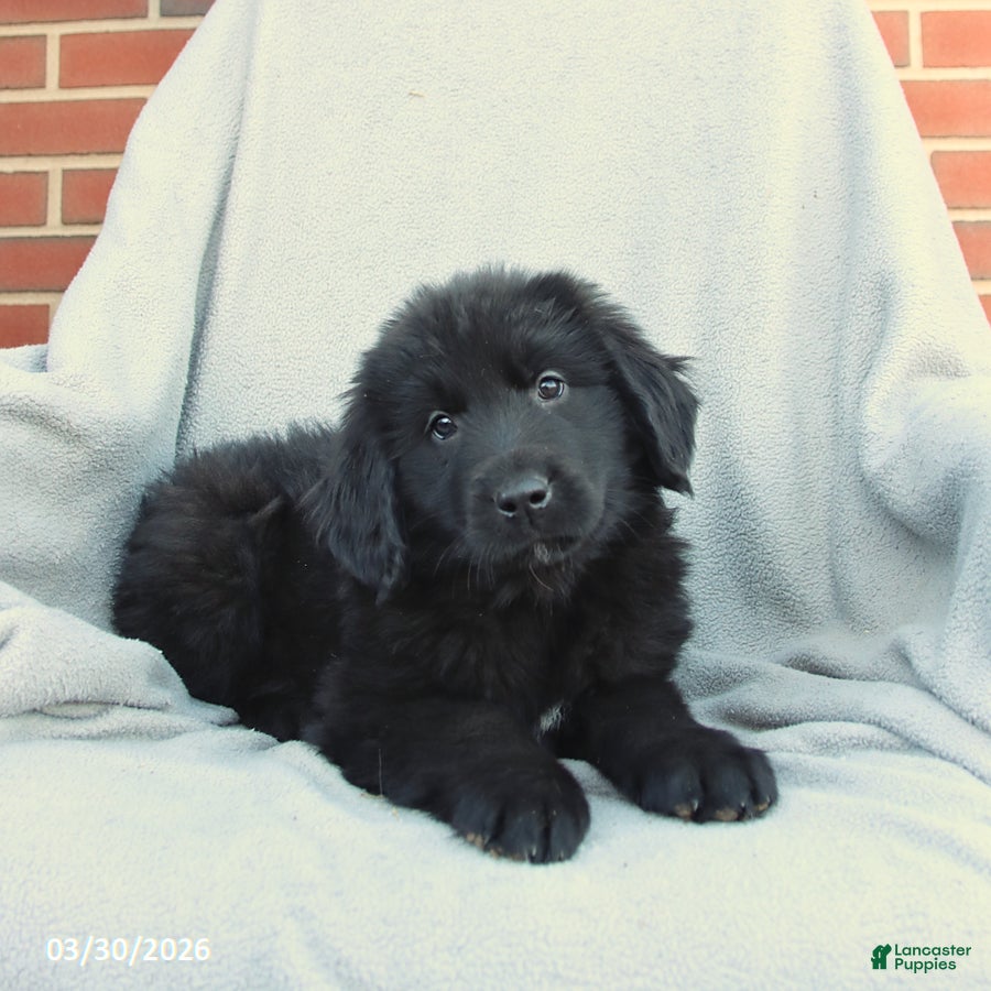 Newfoundland dogs Mocha - Ad 2
