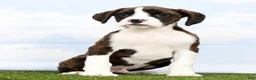Boxer dogs for sale: Grover - Ad 3