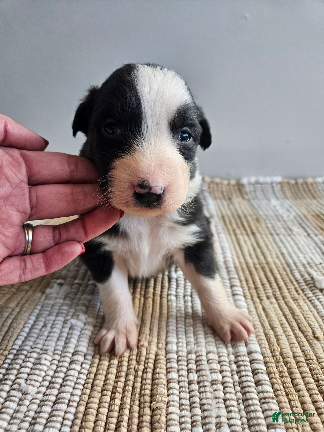 Australian Shepherd dogs for sale: Cheif - Ad 4