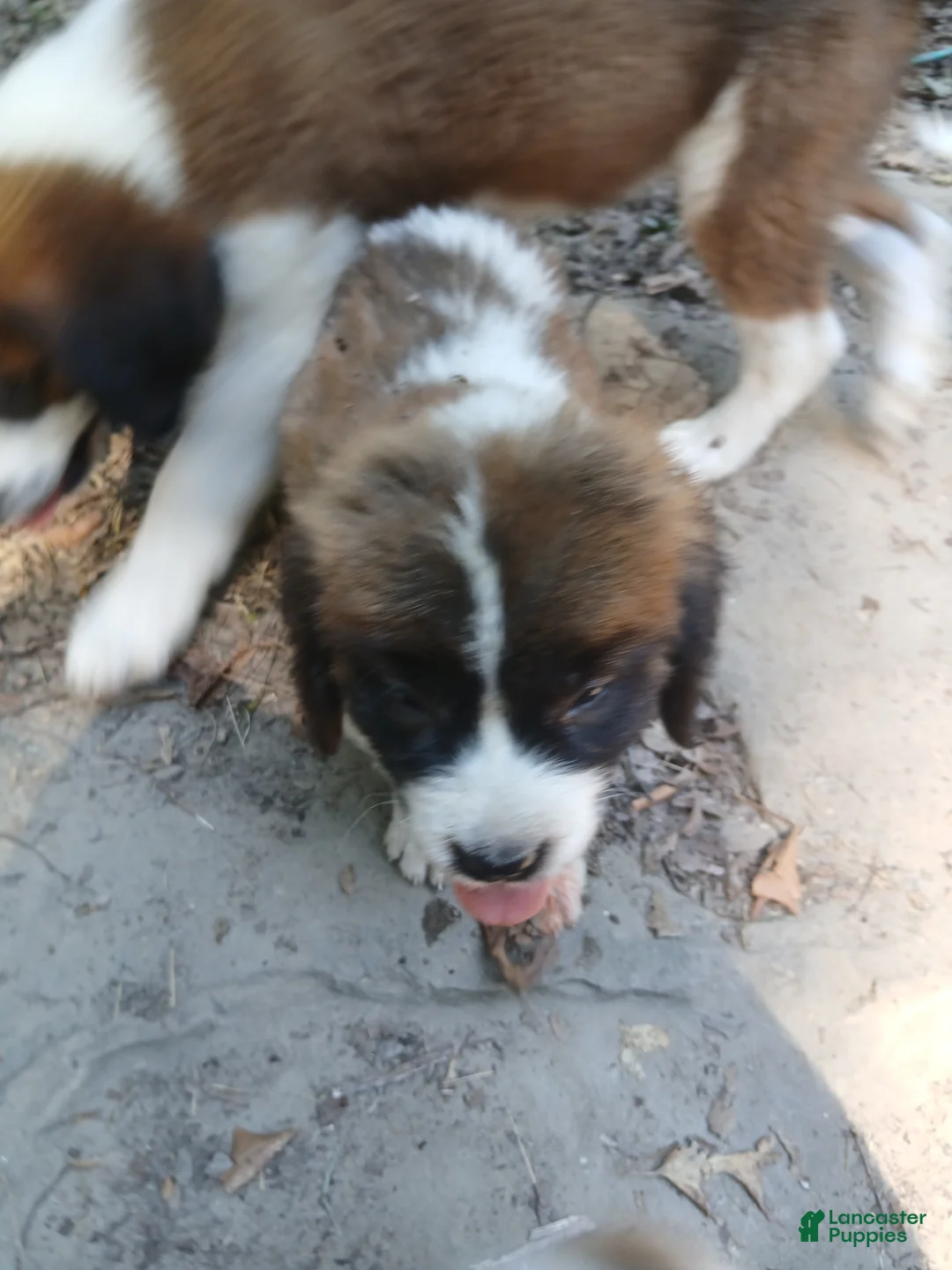 Saint Bernard dogs for sale: Saint Bernard 5 GIRL - Ad 2