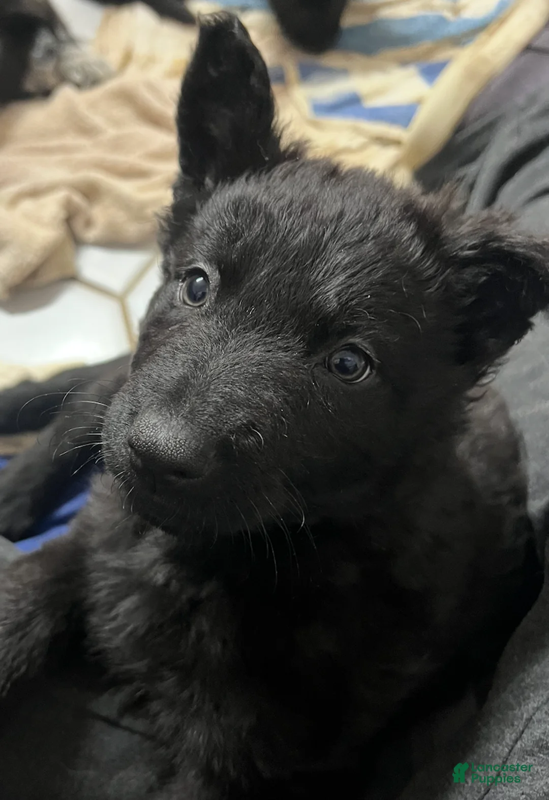 German Shepherd dogs for sale: Minnie - German Shepherd Puppy  - Ad 4