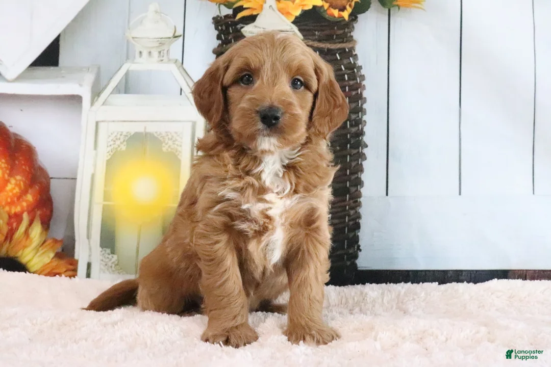 Mini Goldendoodle dogs for sale: Butler - Ad 1
