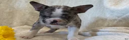 Frenchton dogs for sale: Carly - Ad 5