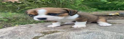 English Bulldog dogs for sale: Mia - Ad 11