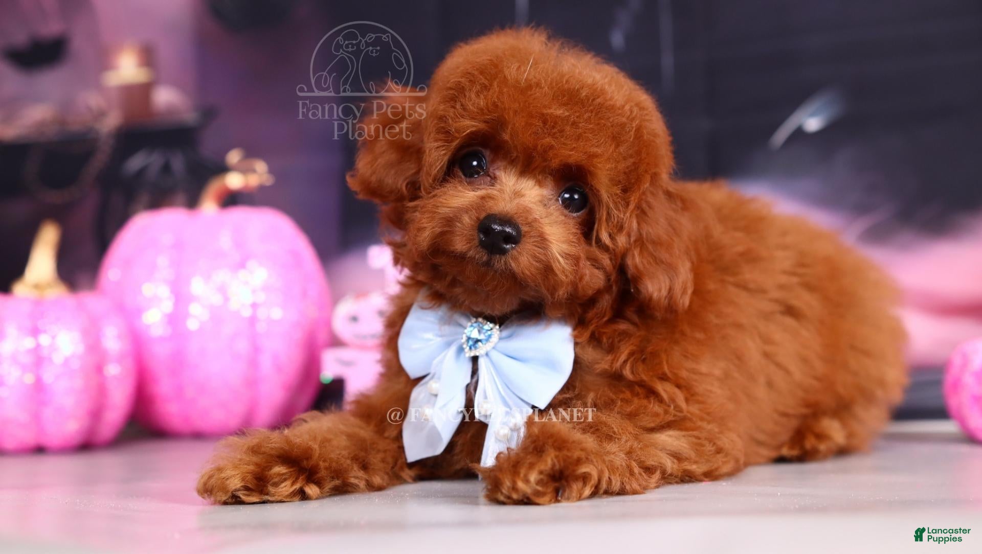 Toy Poodle dogs for sale: Key to my soul - Ad 1