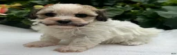 Havapoo dogs for sale: Belle - Ad 3
