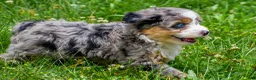 Mini Aussiedoodle dogs for sale: Gabby - Ad 10