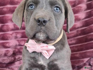 Cane Corso dogs - Ad 8