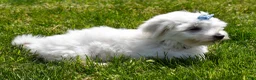 Maltese dogs for sale:  Justin  - Ad 7
