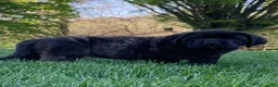 English Mastiff dogs for sale:  Tucker - Ad 2