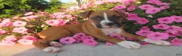 Boxer dogs for sale: Autumn - Ad 7