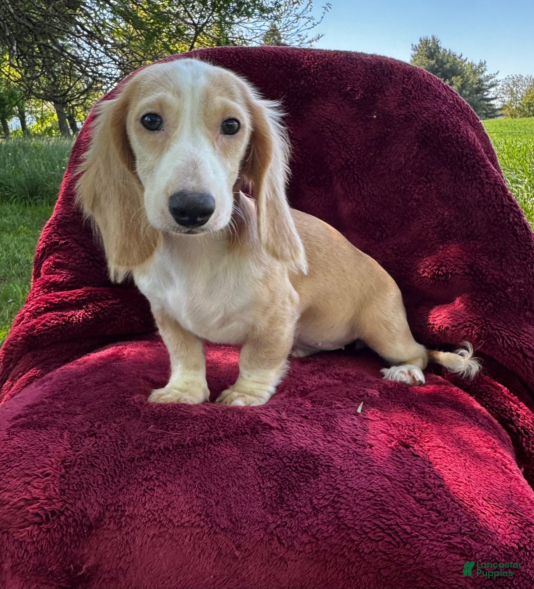 Miniature Dachshund dogs for sale: Lilly  - Ad 2