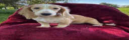 Miniature Dachshund dogs for sale: Lilly  - Ad 1