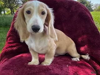 Miniature Dachshund dogs for sale: Lilly - Ad 2