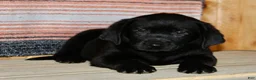 Labrador Retriever dogs for sale: Betty  - Ad 7
