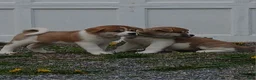 Akita dogs for sale: Cypress - Ad 8
