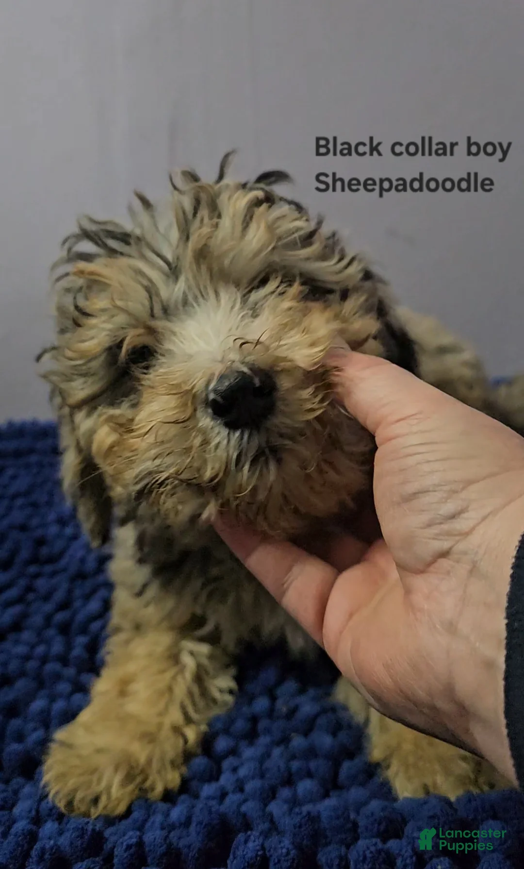 Sheepadoodle dogs for sale: Black collar boy Sheepadoodle  - Ad 4