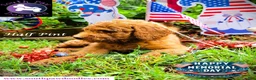Goldendoodle dogs for sale: Half Pint - Ad 5
