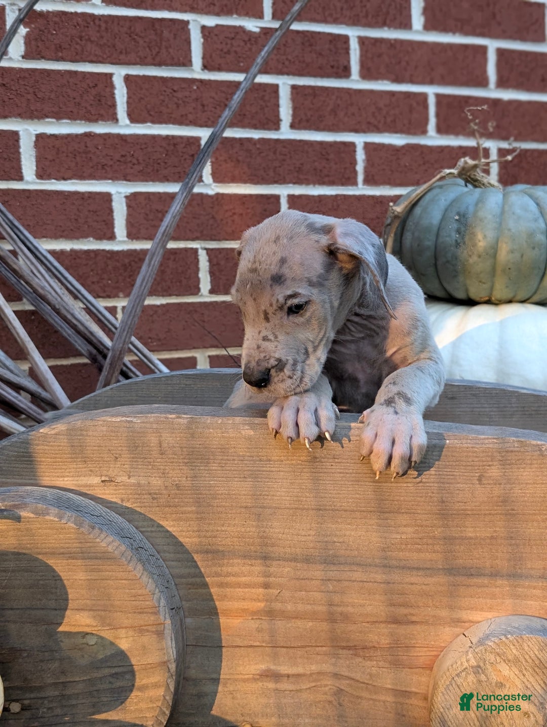 Great Dane dogs for sale: Great Dane Puppy 1 - Ad 13