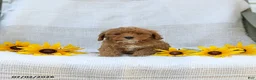 Cavapoo dogs for sale: Kelly - Ad 3