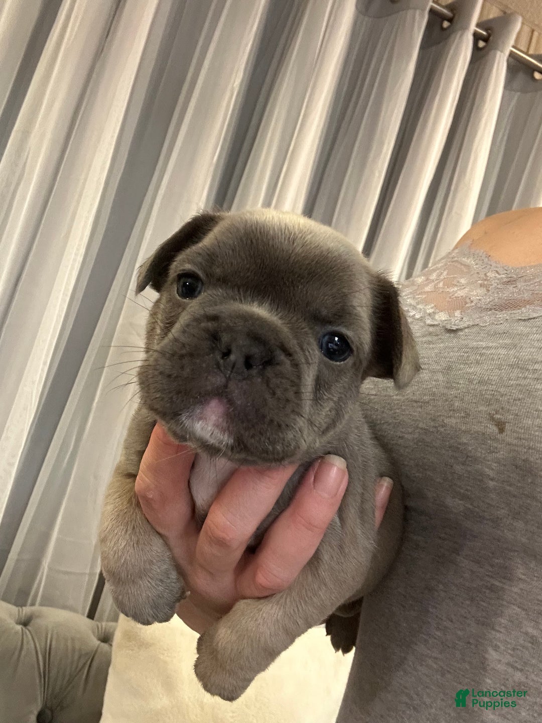 French Bulldog dogs for sale: Georgio - Ad 5