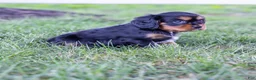 Cavalier King Charles Spaniel dogs for sale: Butch - Ad 8