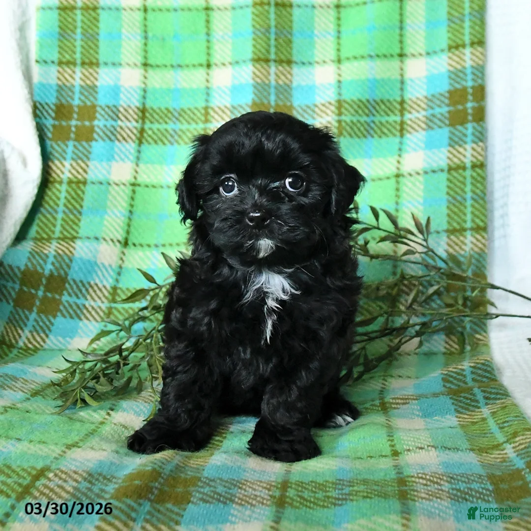 Shihpoo dogs for sale: Toby - Ad 2