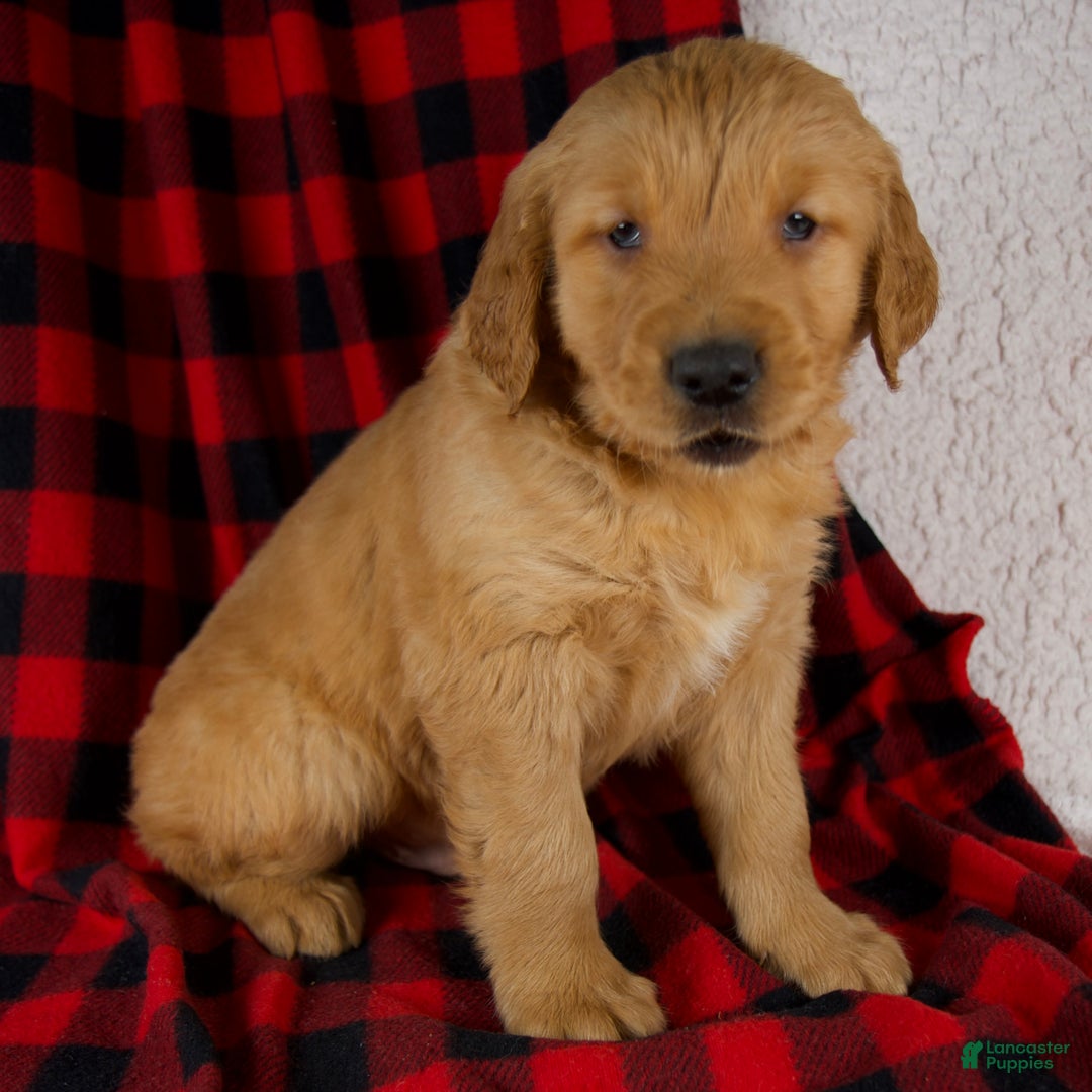 Golden Retriever dogs for sale: Titan - Ad 4