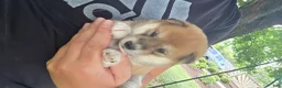Shiba Inu dogs for sale: Freedom - Ad 15