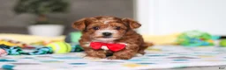 Yorkiepoo dogs for sale: Mason - Ad 2