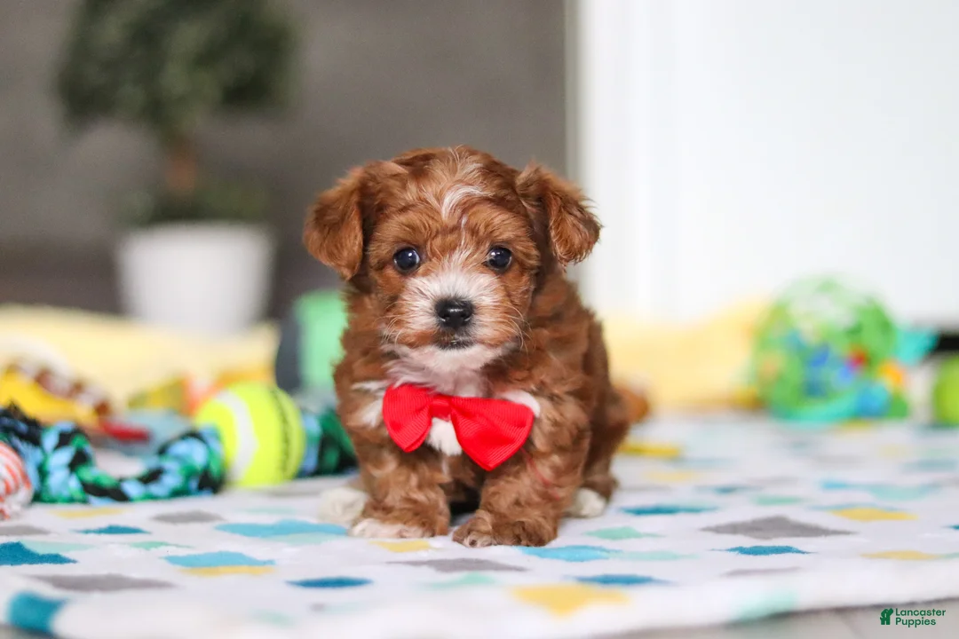 Yorkiepoo dogs for sale: Mason - Ad 2