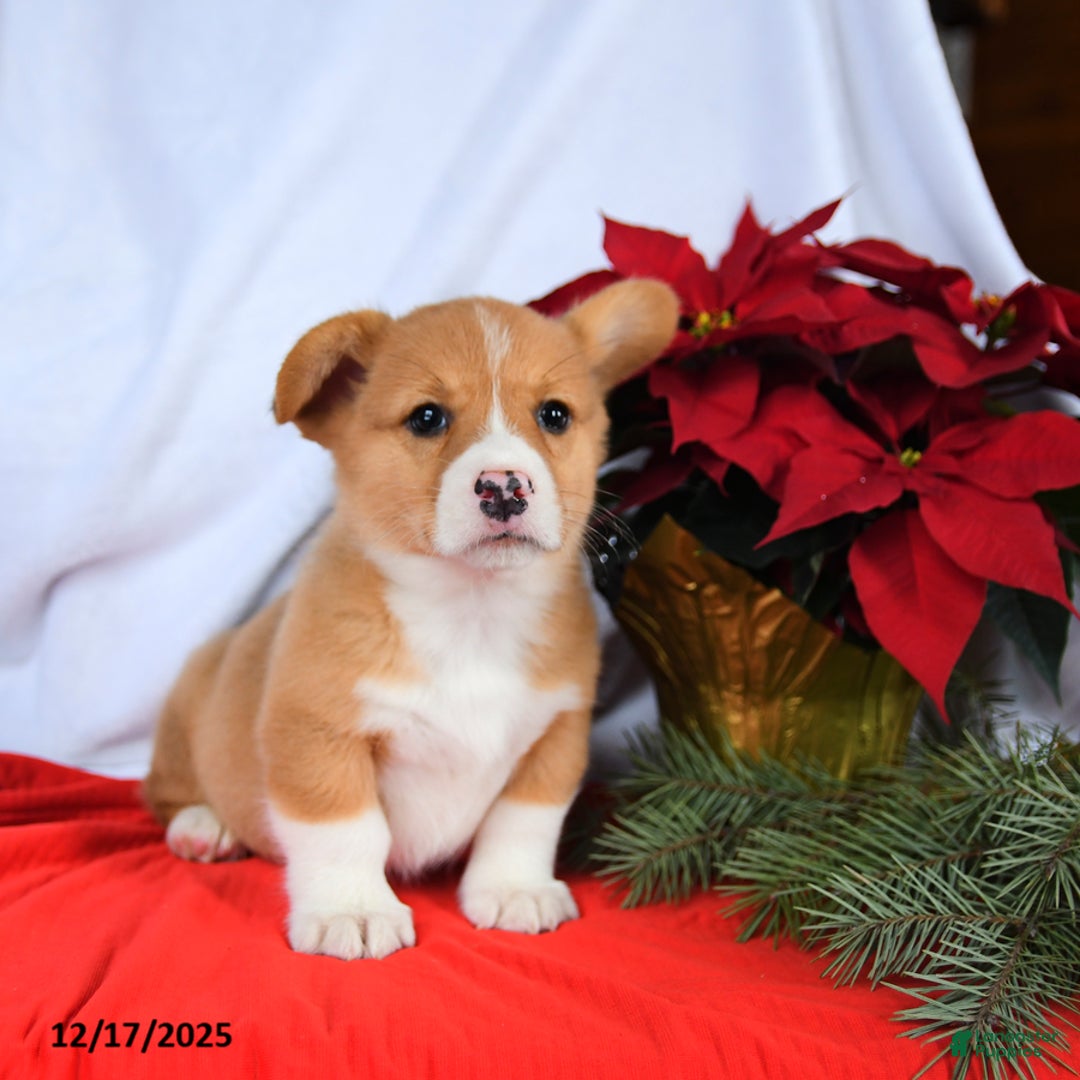 Welsh Corgi Pembroke dogs for sale: Rusty - Ad 4
