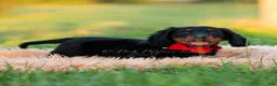 Miniature Dachshund dogs for sale: neo - Ad 6