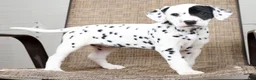 Dalmatian dogs for sale: Princess - Ad 7