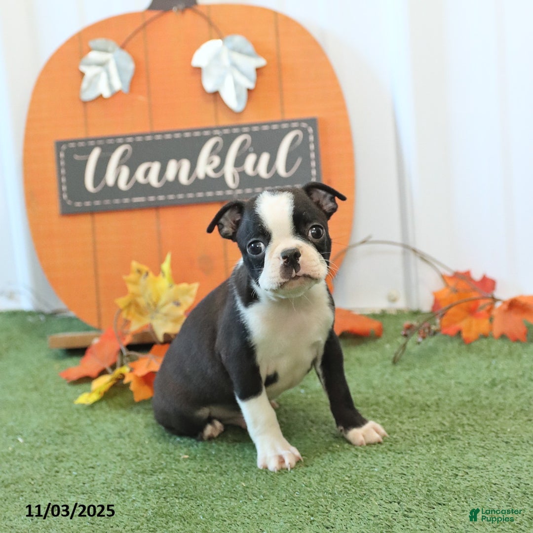 Boston Terrier dogs for sale: Yipper - Ad 4