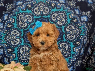 Mini Goldendoodle dogs for sale: Fergie 15 lbs Full grown Hypoallergenic - Ad 2