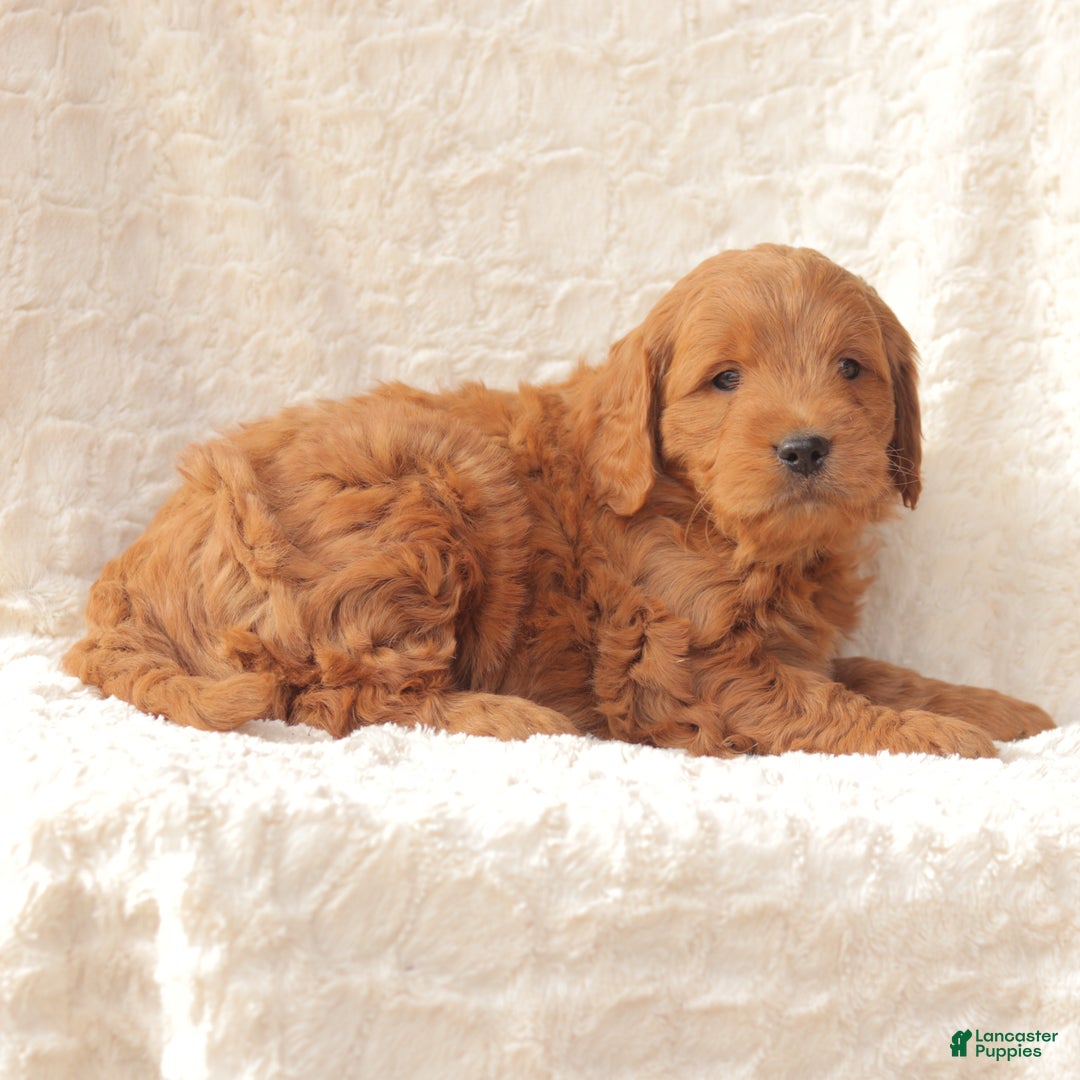 Mini Goldendoodle dogs for sale: Champ - Ad 4