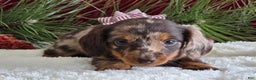 Miniature Dachshund dogs for sale: Kylie  - Ad 2