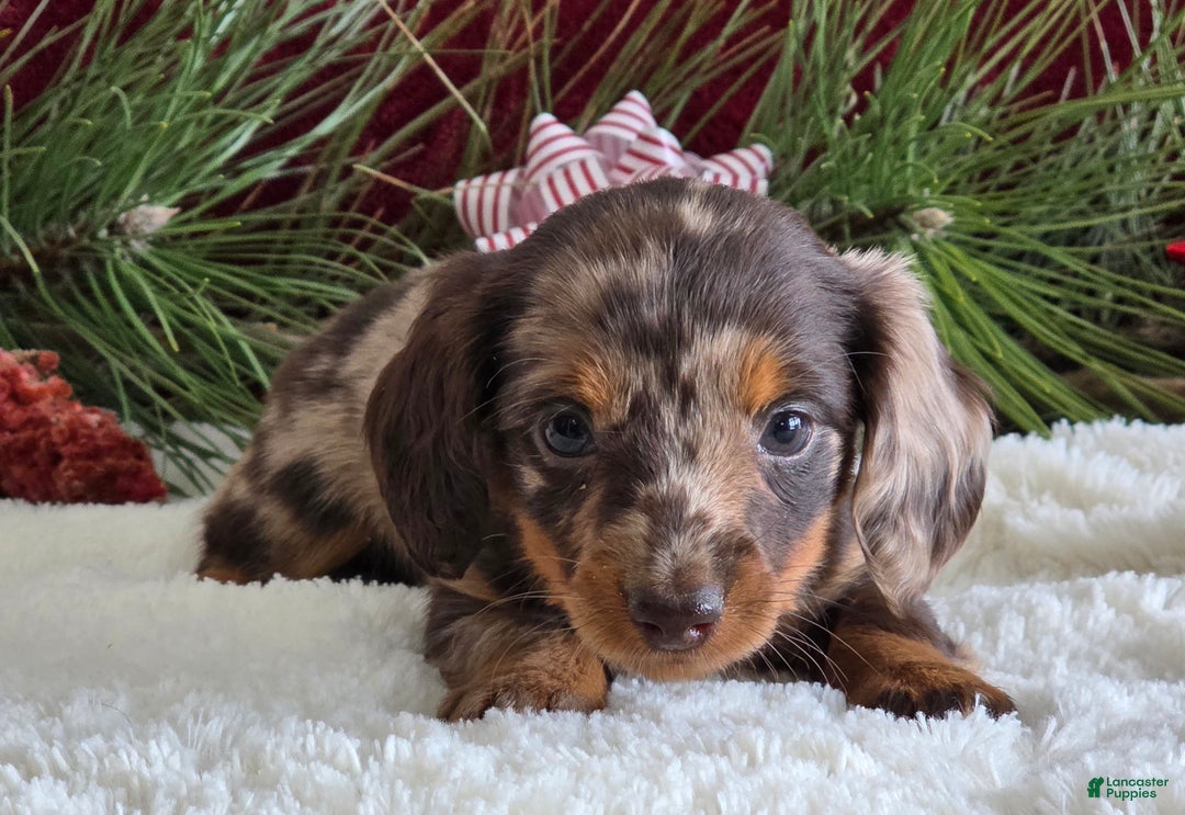 Miniature Dachshund dogs for sale: Kylie  - Ad 2