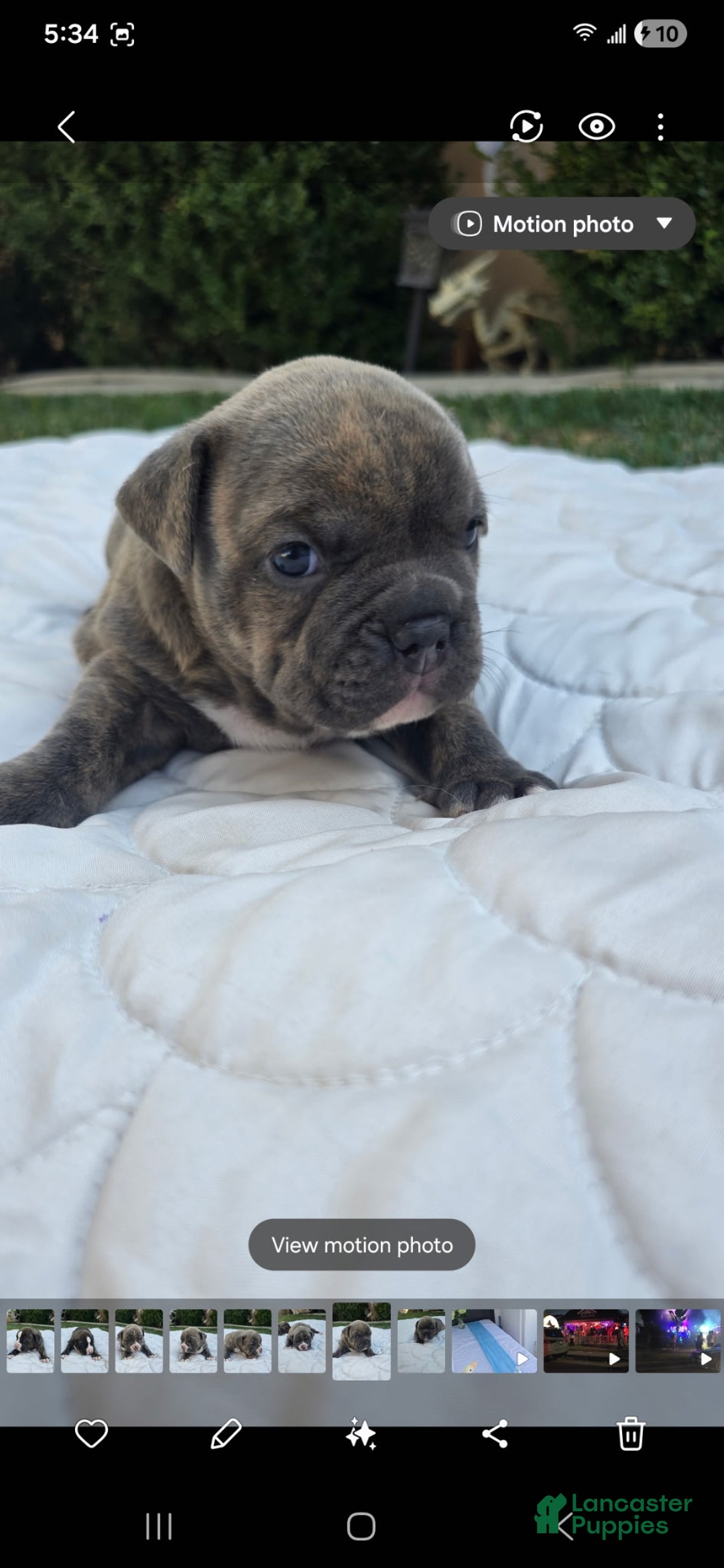 American Bully dogs for sale: Peanut - Ad 4